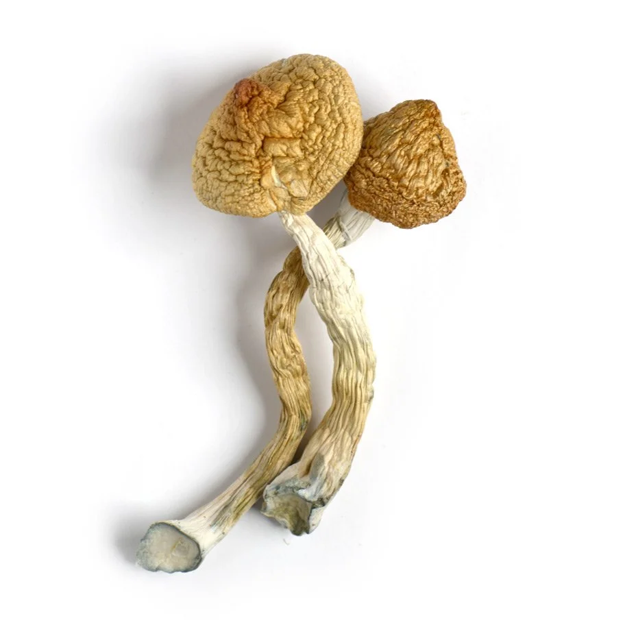 Buy Golden Teacher Mushrooms | Dose Dispensary