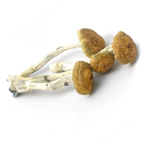 Psilocybe Aztecorum dried magic mushroom product