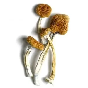 B+ psilocybe cubensis mushroom