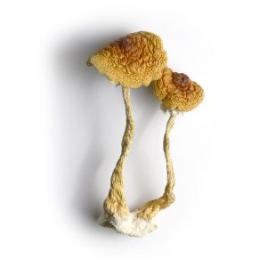 cambodian magic mushroom product
