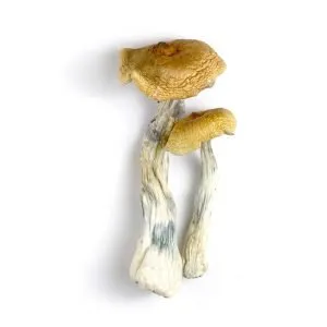 hawaiian cubensis mushroom
