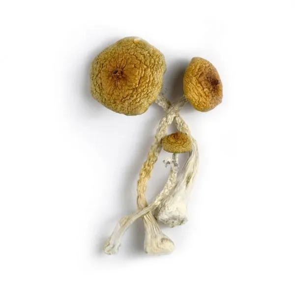 Hualta Cubensis Mushroom