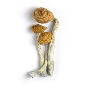 Mazatepec Cubensis Mushroom
