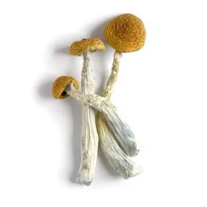 amazonian cubensis mushroom