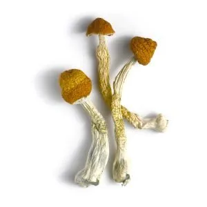 Hanoi psilocybe cubensis magic mushrooms
