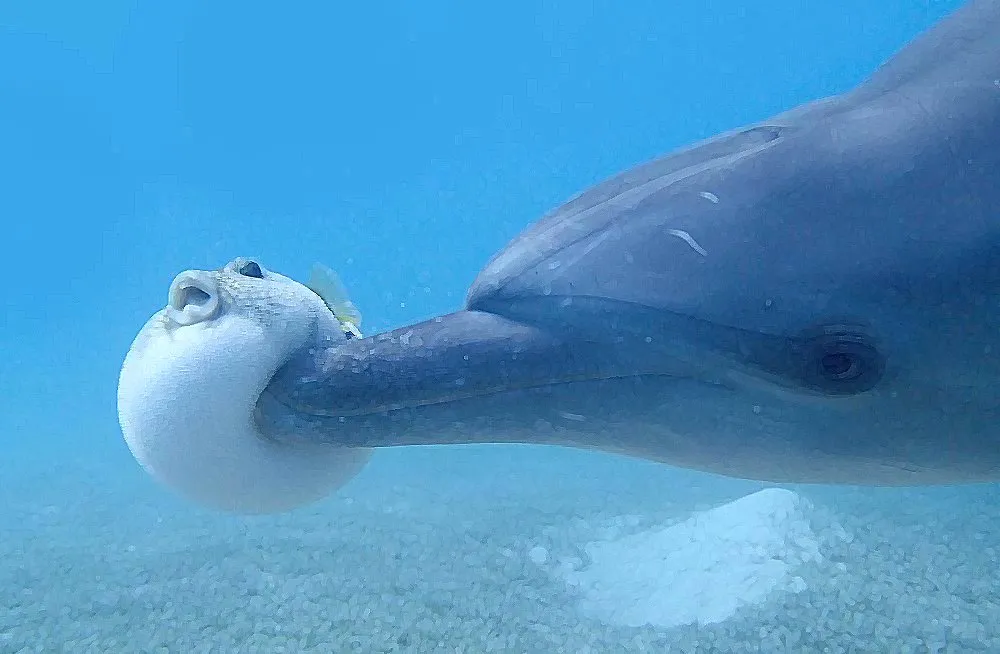 Dolphin Pufferfish
