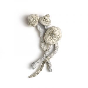 photo of dried avery's albino mushrooms