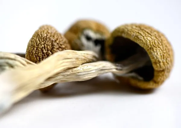 macro photo of zilla magic mushrooms