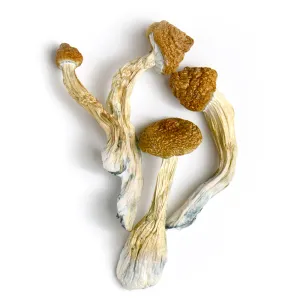 Gold Member cubenis mushrooms on white background