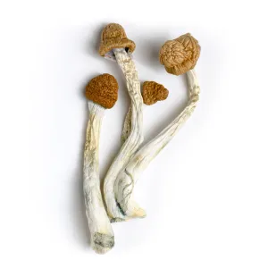wollongong psilocybe cubensis mushrooms on white background